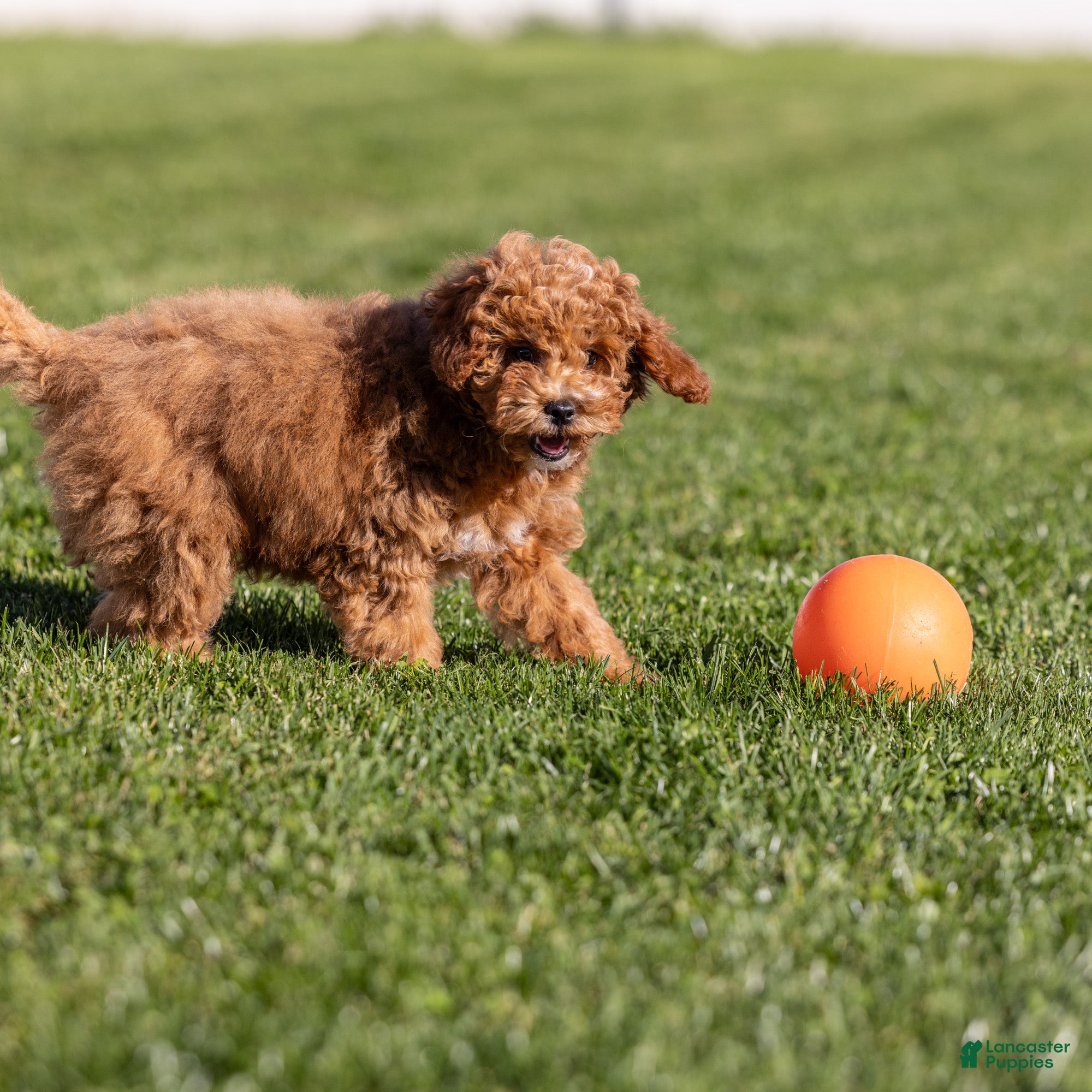 Miniature Poodle dogs Glee - Ad 1