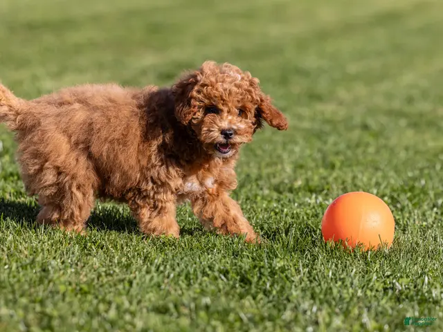 Miniature Poodle dogs for sale: Glee - Ad 1