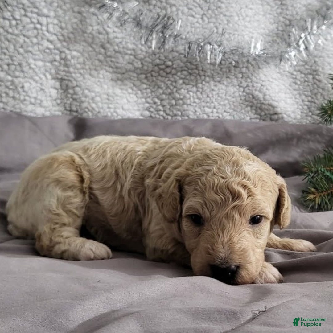 Bichpoo dogs for sale: Jenny - Ad 1