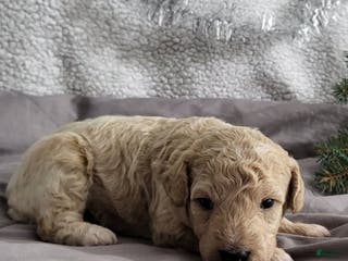 Bichpoo dogs Jenny - Ad 37