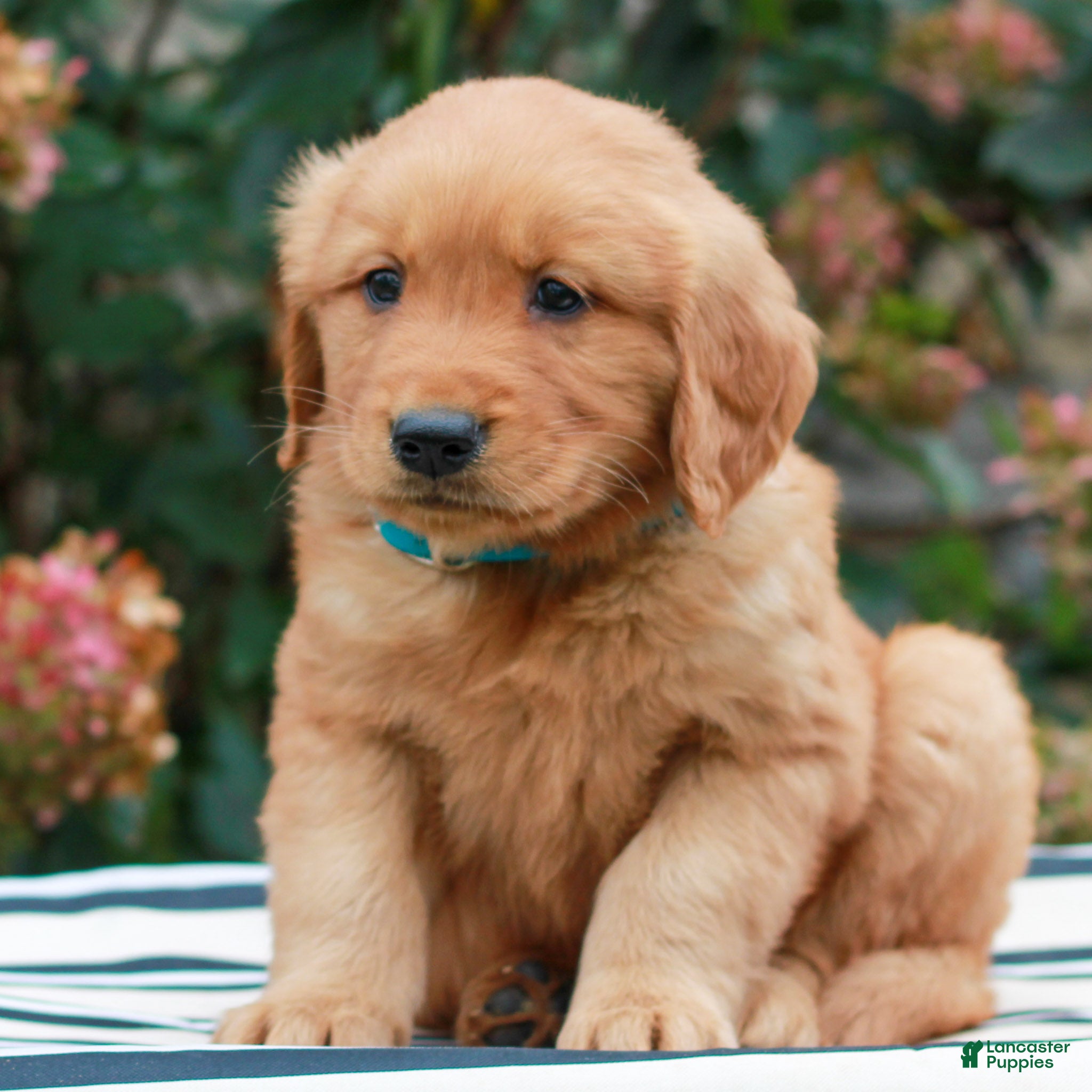 Golden Retriever dogs for sale: Michael  - Ad 2