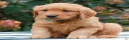 Golden Retriever dogs for sale: Michael  - Ad 2