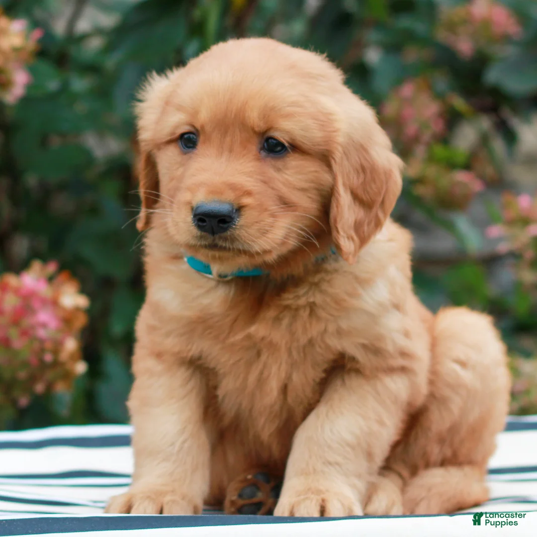 Golden Retriever dogs for sale: Michael  - Ad 2
