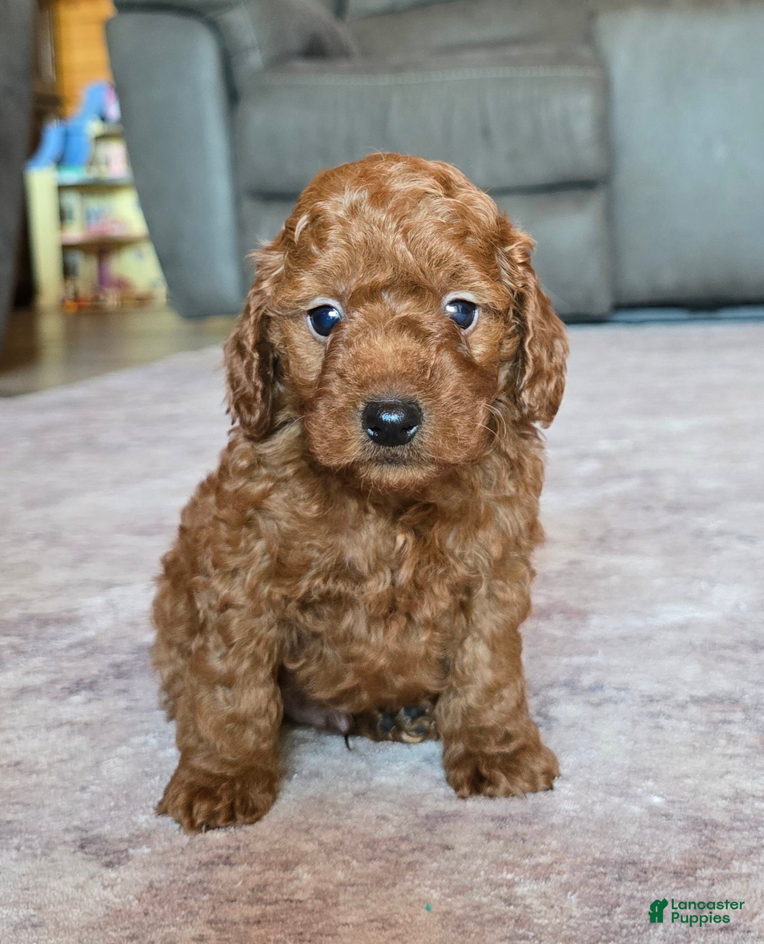 Miniature Poodle dogs for sale: Mini Leo - Ad 1