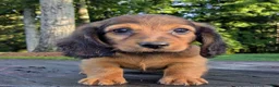 Dachshund dogs for sale: Wilder - Ad 5
