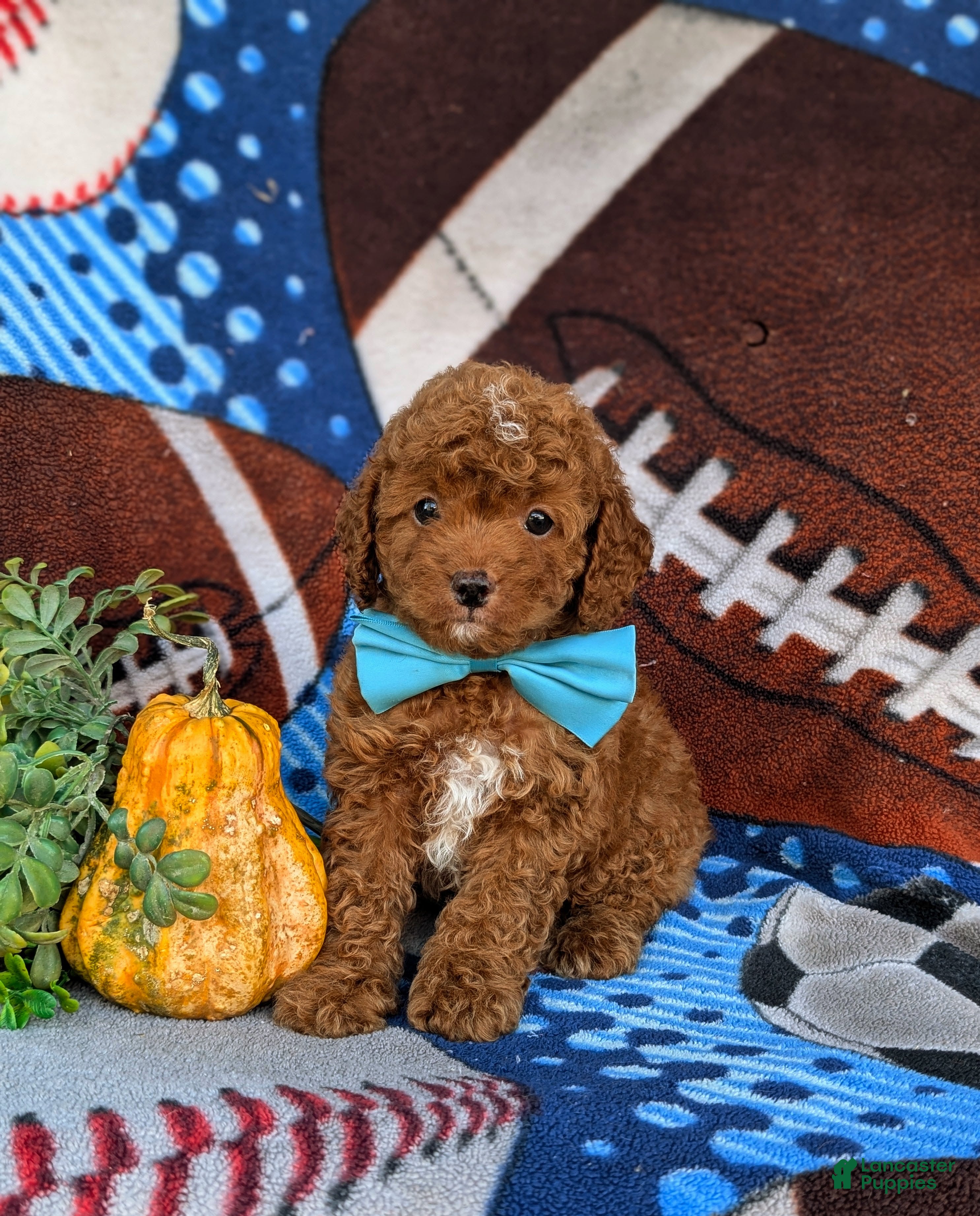 Cockapoo dogs for sale: Finnegin Hypoallergenic - Ad 1