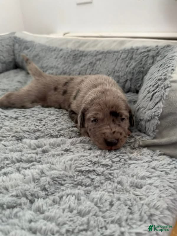 Mixed Breed dogs Brown  - Ad 8
