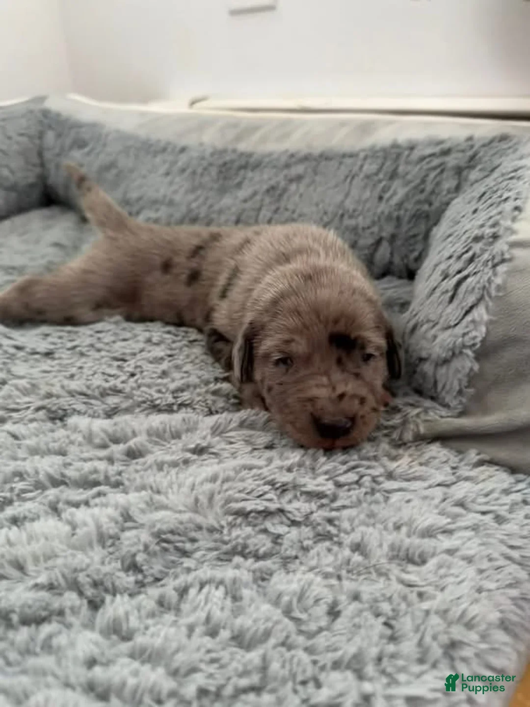 Mixed Breed dogs for sale: Brown  - Ad 1