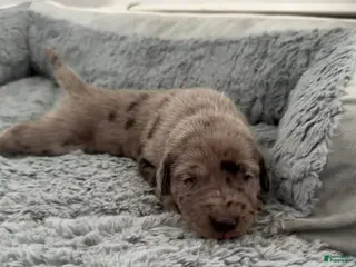 Mixed Breed dogs Brown - Ad 38