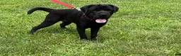 Mini Hippo dogs for sale: Ina - Ad 3