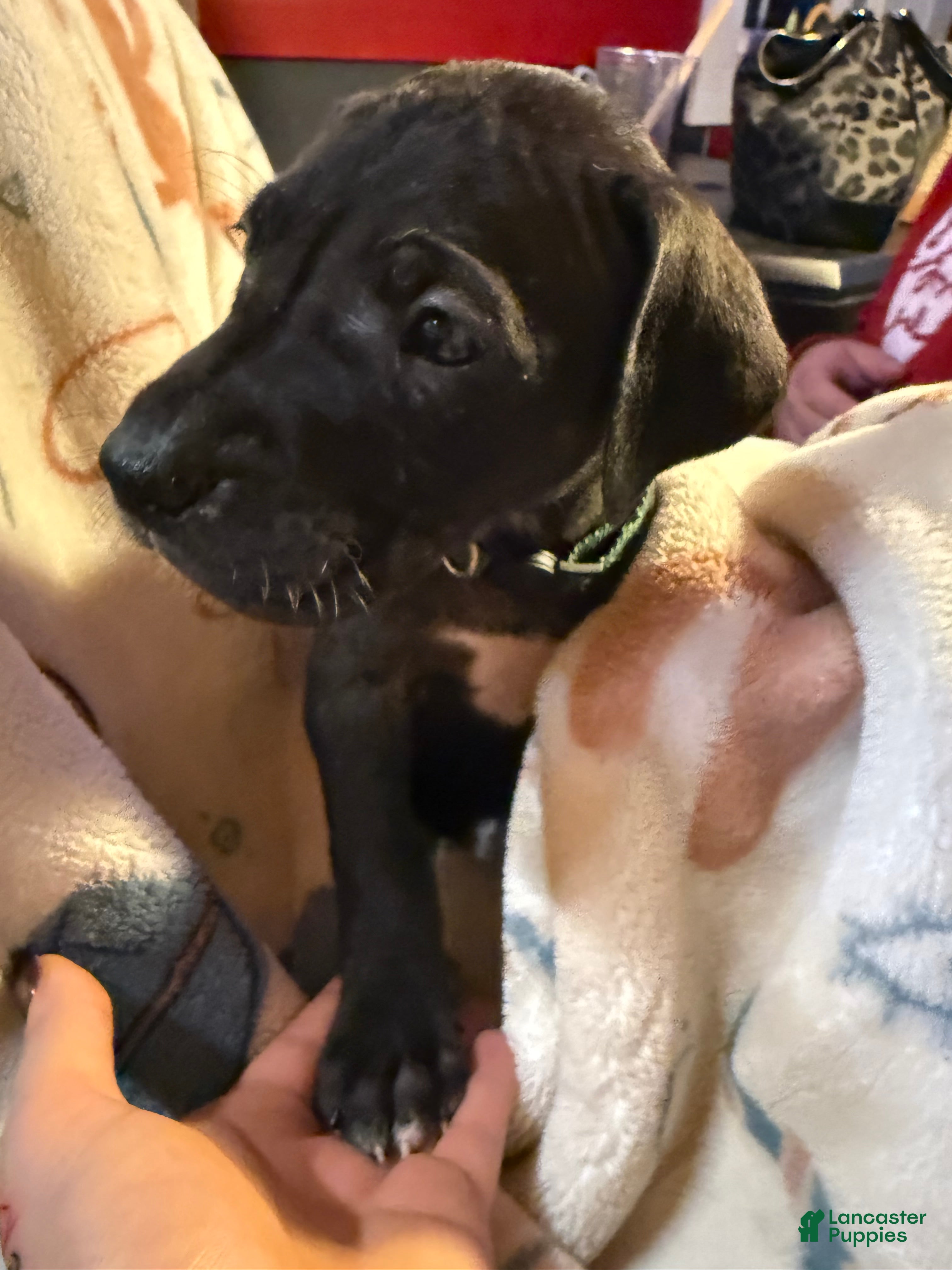 Great Dane dogs Great Dane Puppy 1 - Ad 36