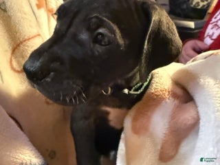 Great Dane dogs Great Dane Puppy 1 - Ad 14