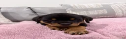 Rottweiler dogs for sale: Rottweiler Puppy 1 - Ad 13