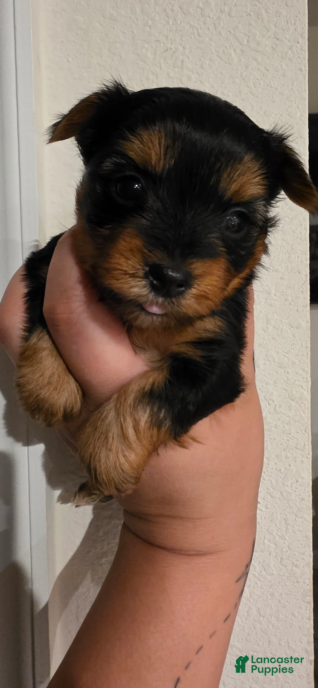 Yorkshire Terrier dogs for sale: Rogue - Ad 2