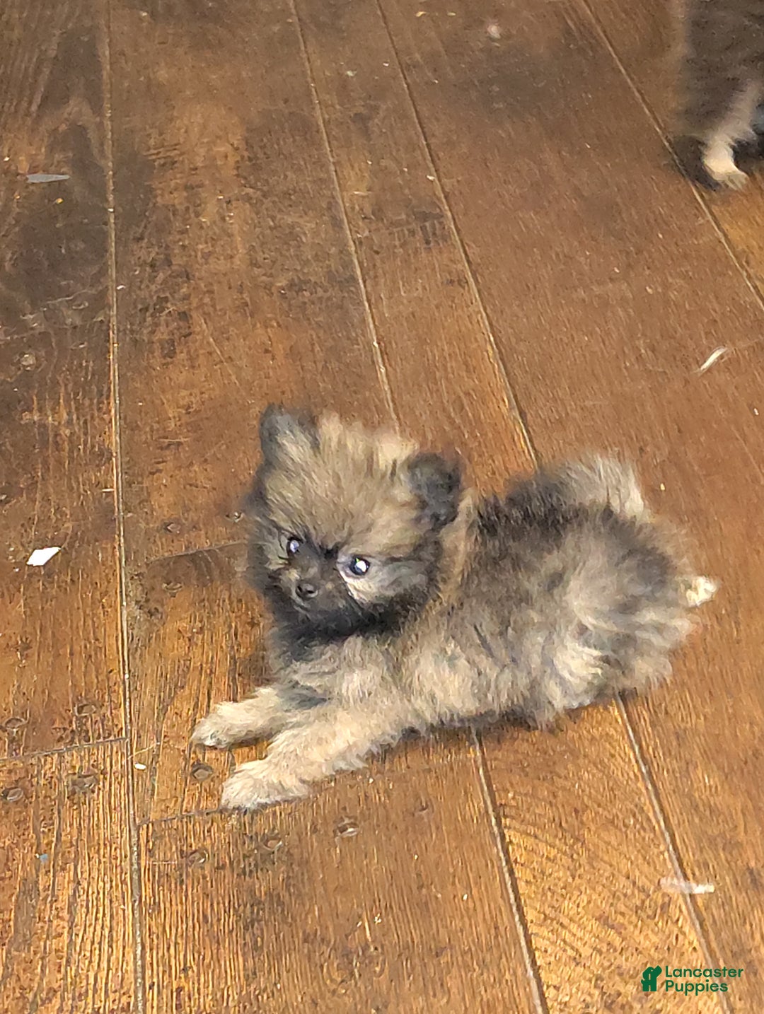 Pomeranian dogs for sale: Pomeranian Puppy 2 - Ad 3