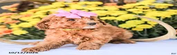 Miniature Poodle dogs for sale: Bambi - Ad 3