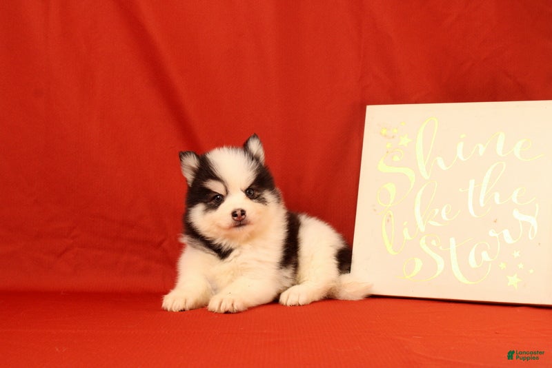 Pomsky dogs Zephaniah - Ad 1
