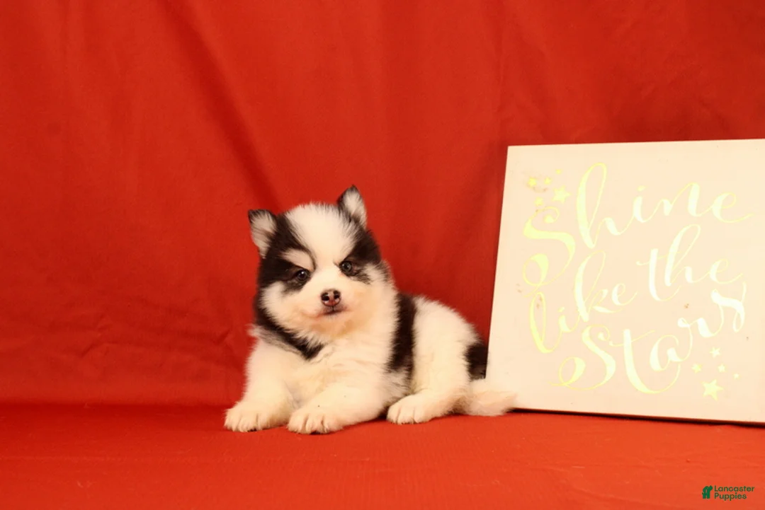 Pomsky dogs for sale: Zephaniah - Ad 1