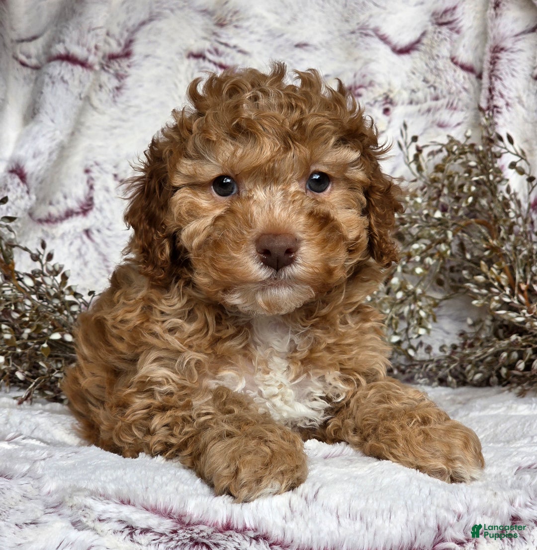 Cockapoo dogs for sale: Nero - Ad 5