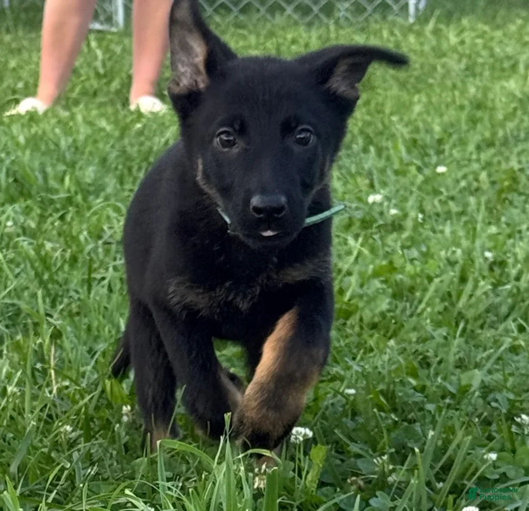 German Shepherd dogs for sale: Tesla - Ad 1