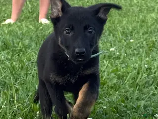 German Shepherd dogs Tesla - Ad 16