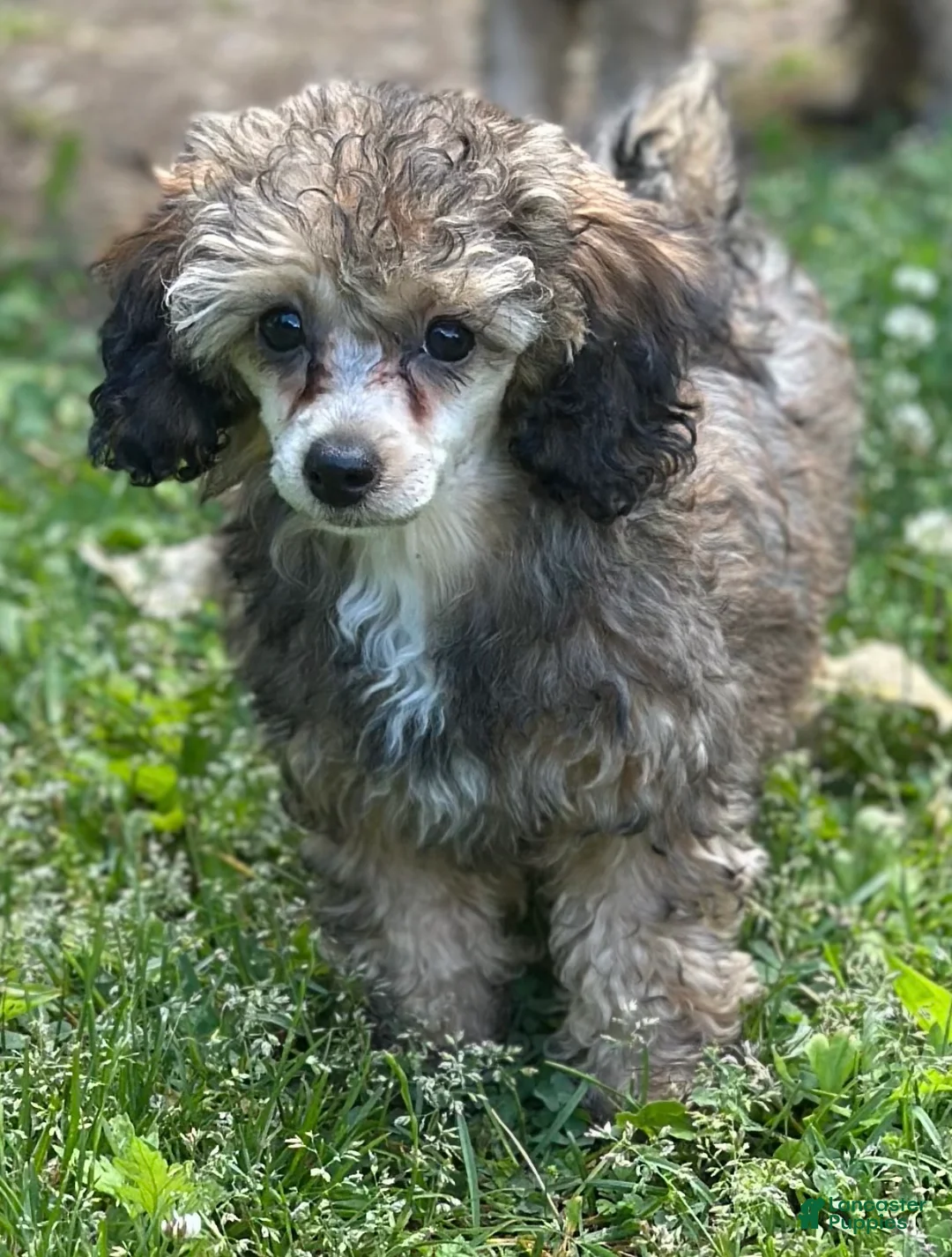 Toy Poodle dogs for sale: Rome  - Ad 1
