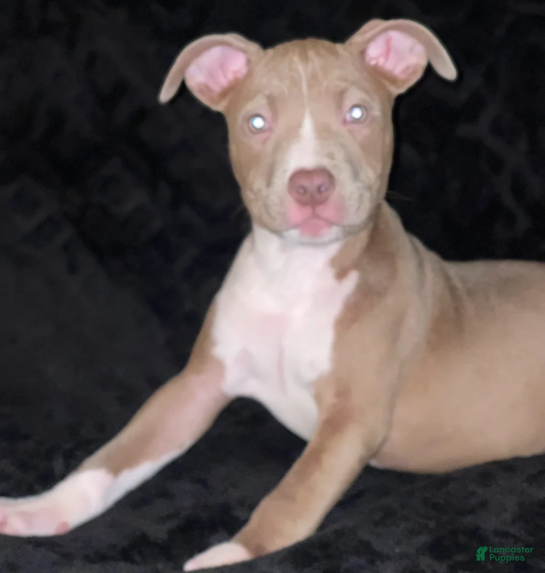 American Staffordshire Terrier dogs for sale: American Staffordshire Terriers - Ad 9