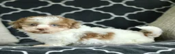 Shihpoo dogs for sale: Rosie  - Ad 3