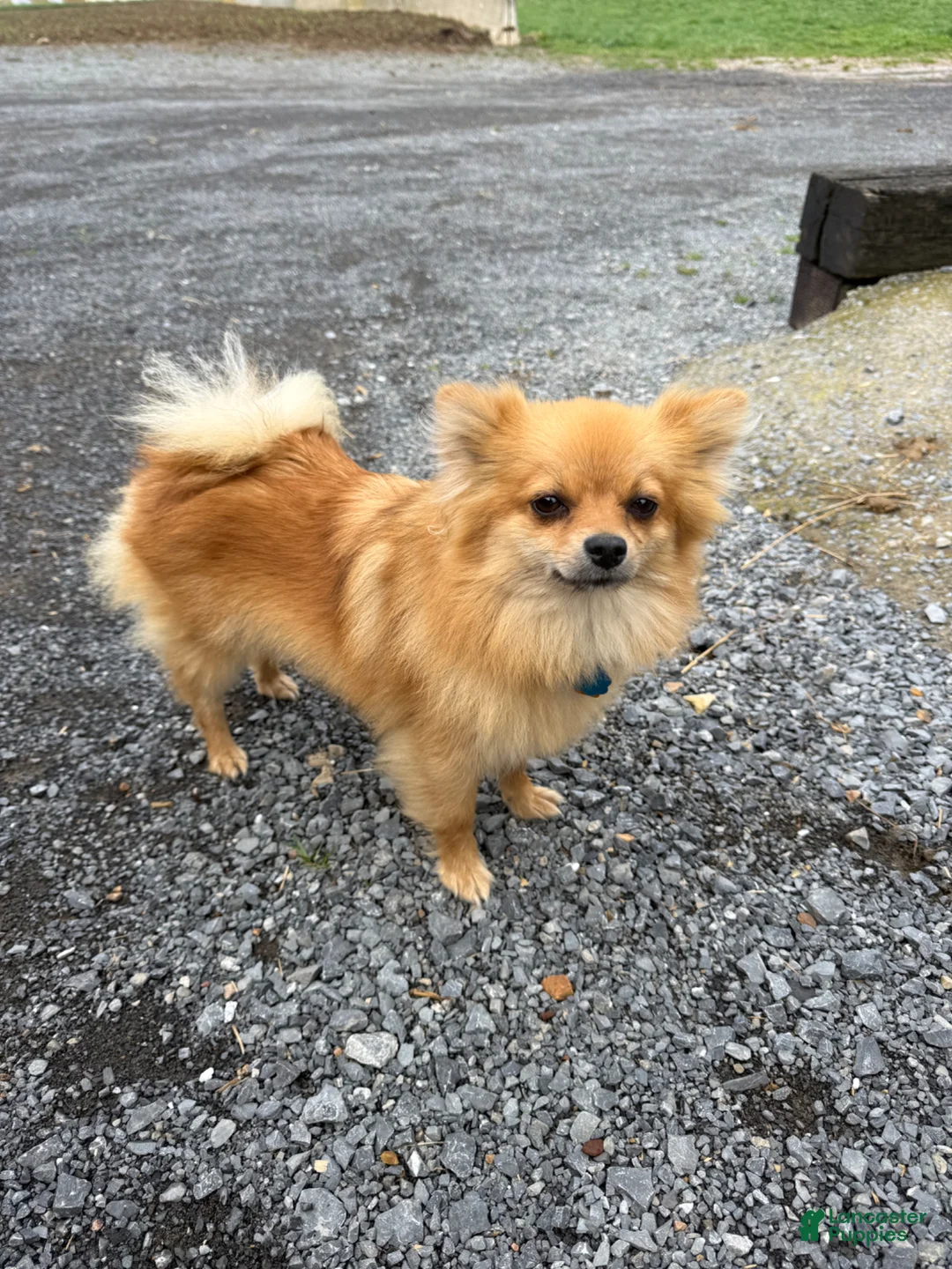 Pomapoo dogs for sale: Pomapoo Puppy 1 - Ad 5