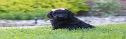 Newfypoo dogs for sale: Sofie - Ad 7