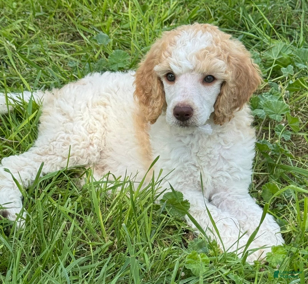 Standard Poodle dogs for sale: Standard Poodle Trixie - Ad 1