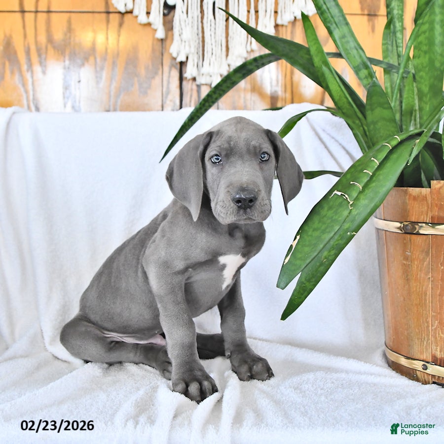 Great Dane dogs Clifford - Ad 2
