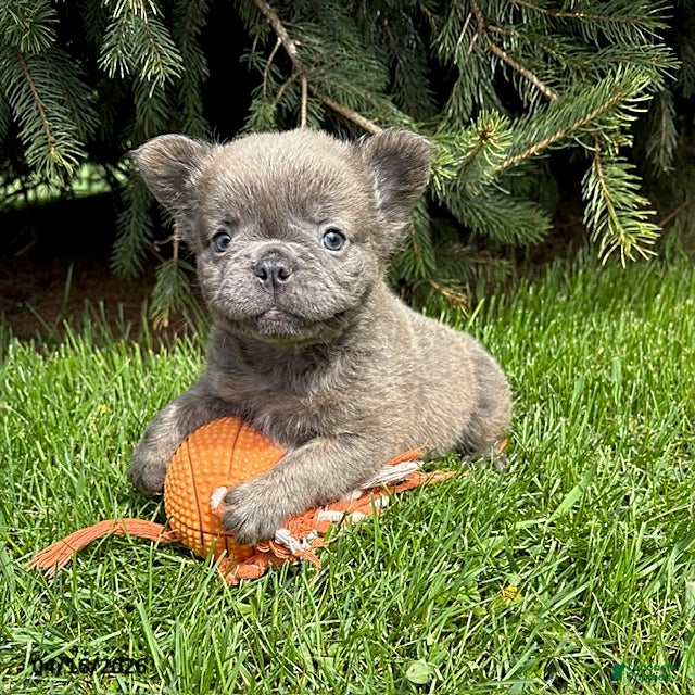 French Bulldog dogs Memphis Fluffy - Ad 1
