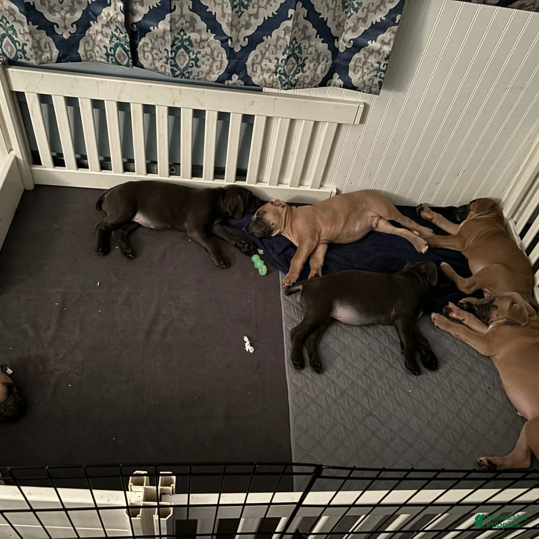 Gallery Image {{count}}