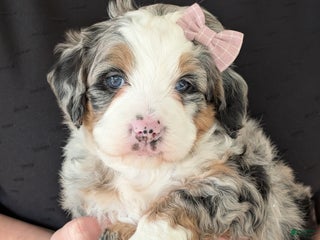 Mini Bernedoodle dogs - Ad 1