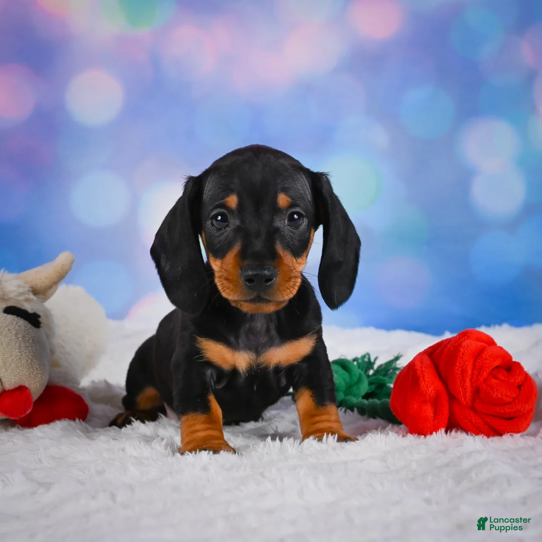 Miniature Dachshund dogs for sale: Ace - Ad 1