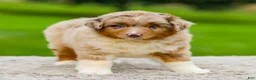 Miniature Australian Shepherd dogs for sale: Gavin - Ad 4