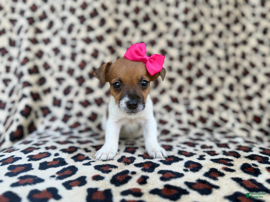 Jack Russell Terrier dogs for sale: Brooklynn - Ad 2