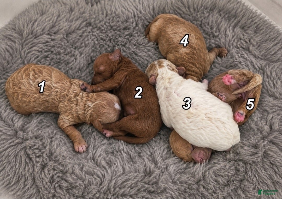Mini Goldendoodle dogs Mini Goldendoodle 2 - Ad 5