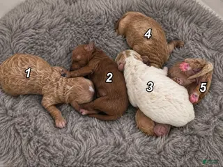 Mini Goldendoodle dogs Mini Goldendoodle 2 - Ad 5