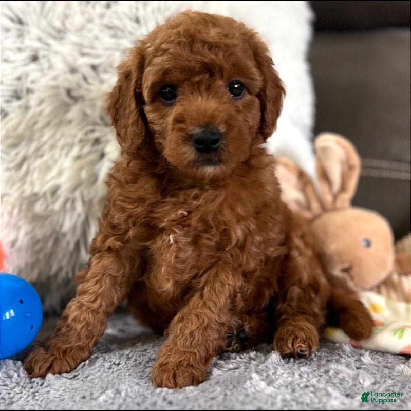 Mini Goldendoodle dogs Bentley (Micro Mini Boy) - Ad 2