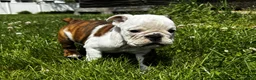 English Bulldog dogs for sale: Marine - Ad 2