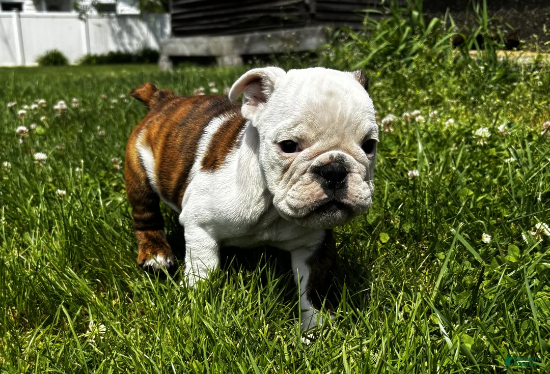 English Bulldog dogs for sale: Marine - Ad 2