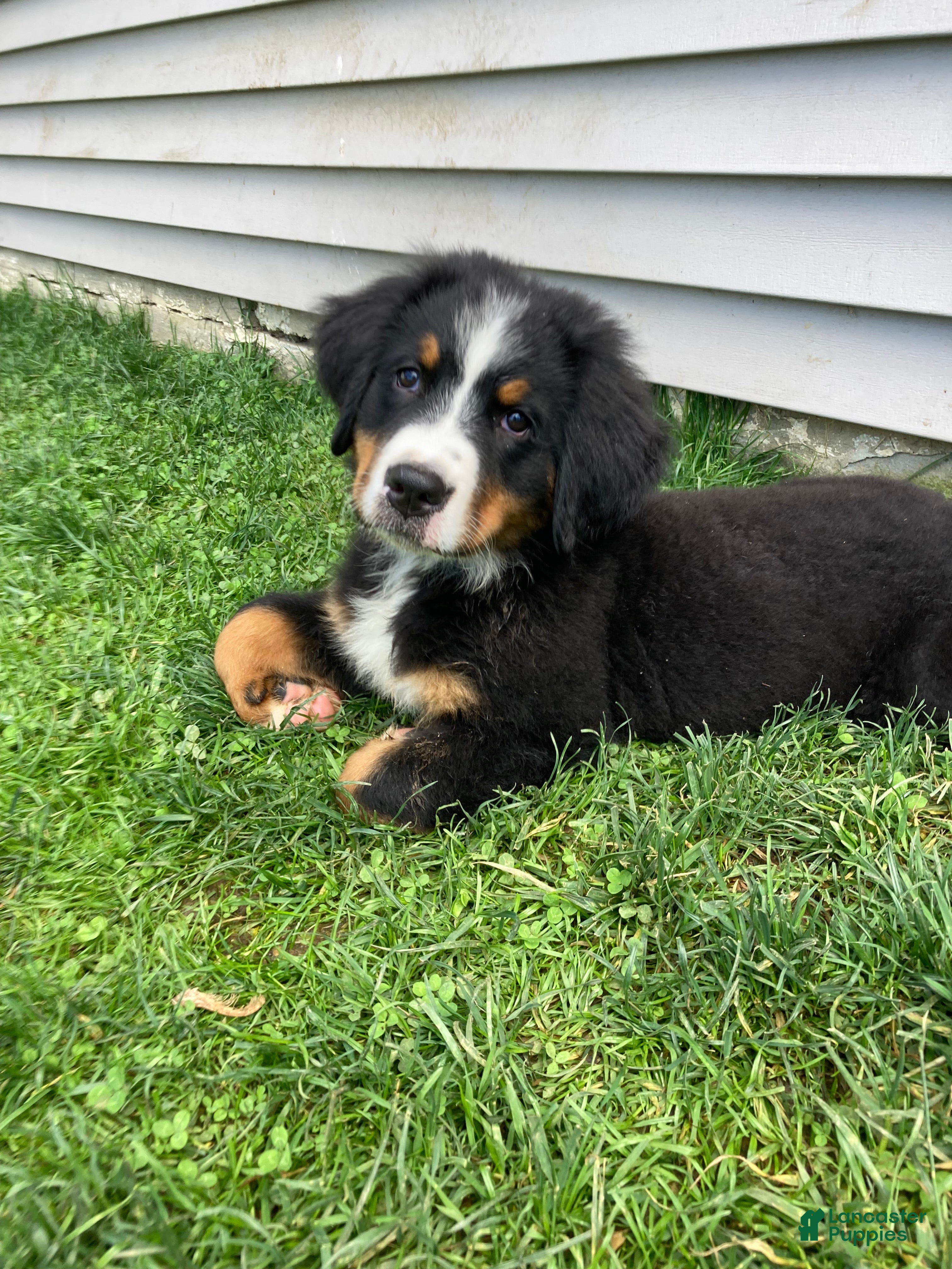 Bernese Mountain Dog dogs Aurora - Ad 1