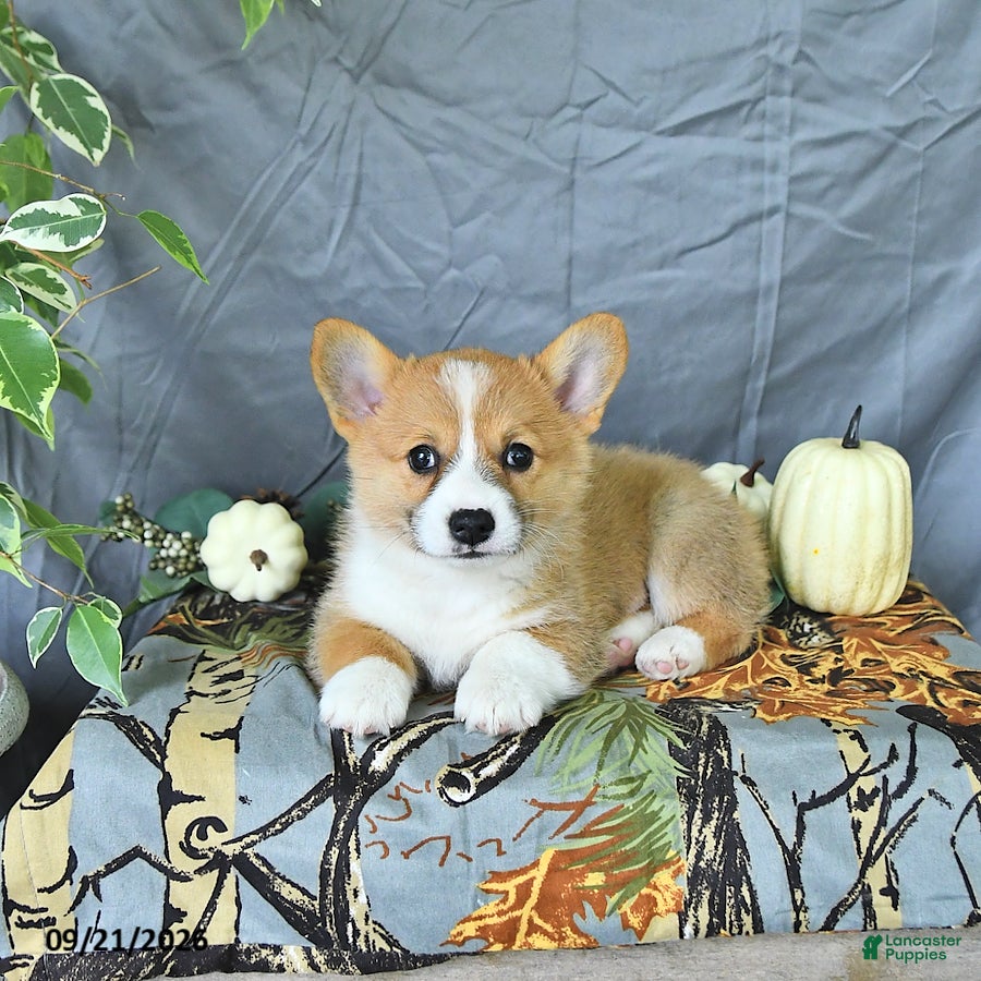 Welsh Corgi Pembroke dogs Arthur - Ad 1