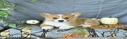Welsh Corgi Pembroke dogs for sale: Arthur - Ad 1