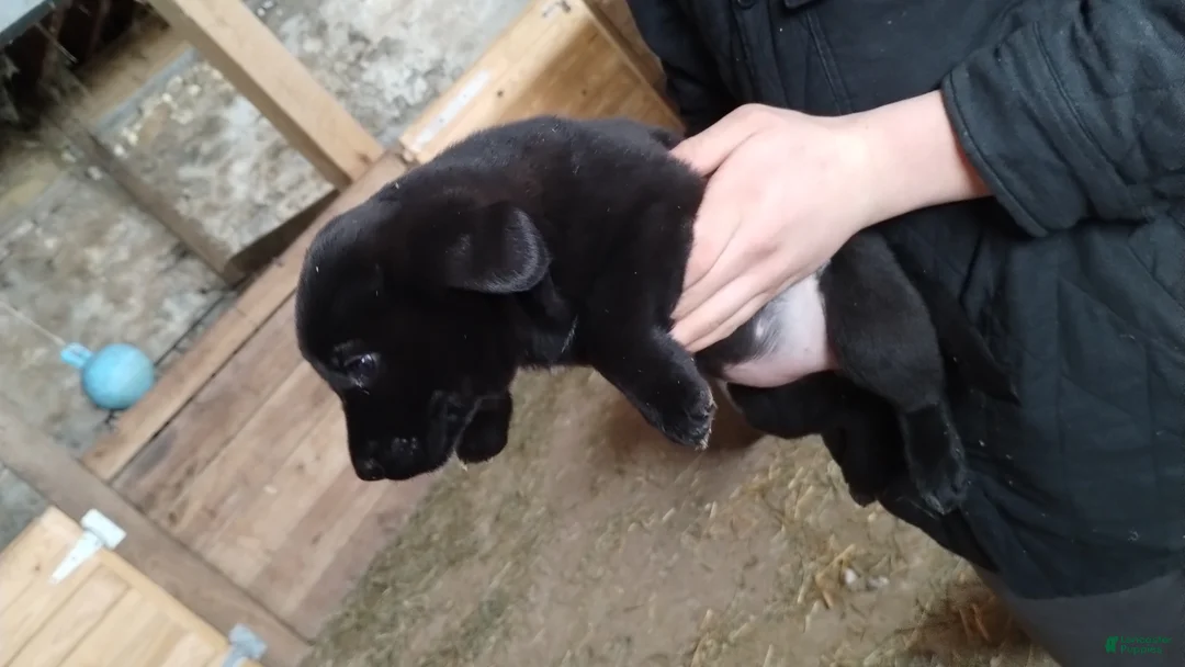 Mixed Breed dogs for sale: Riley - Ad 2