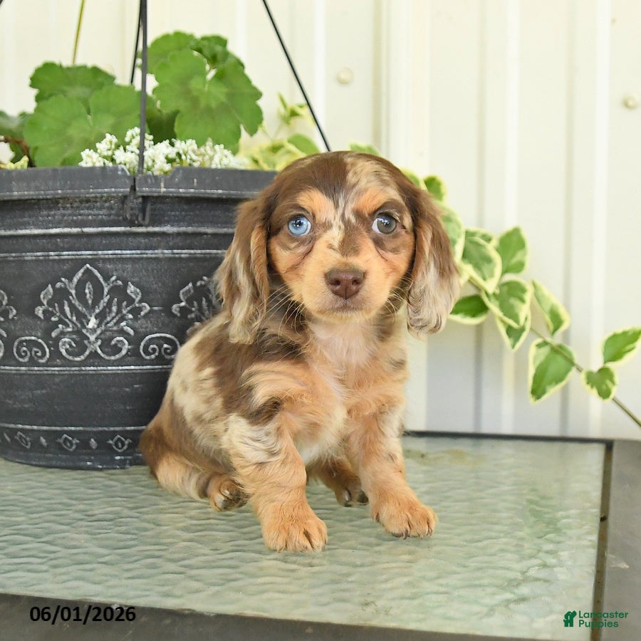 Dachshund dogs for sale: Lily - Ad 1