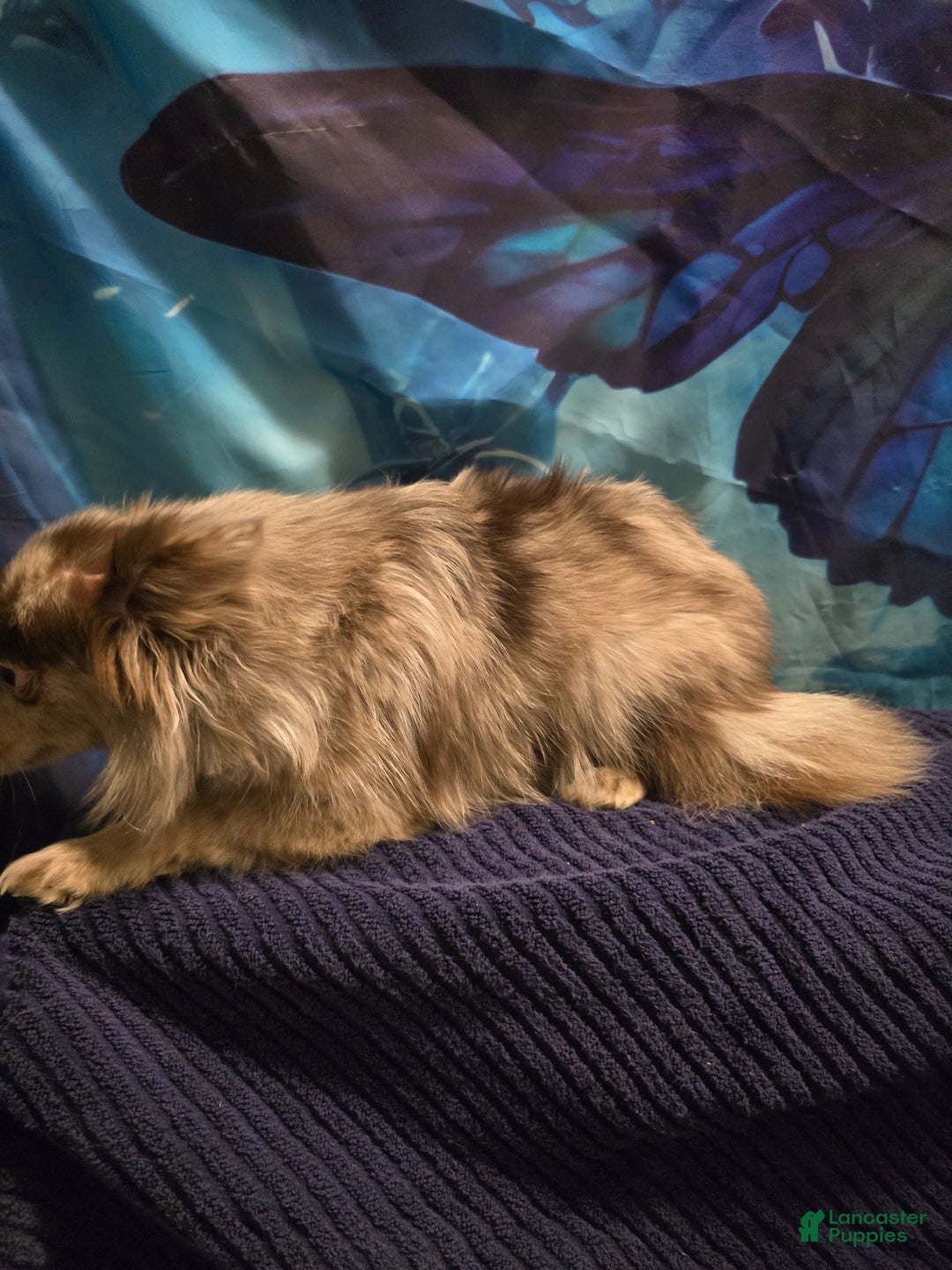 Pomeranian dogs for sale: Pomeranian Puppy 1 - Ad 3