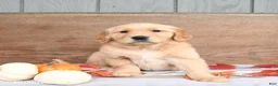 Golden Retriever dogs for sale: Wendy - Ad 3